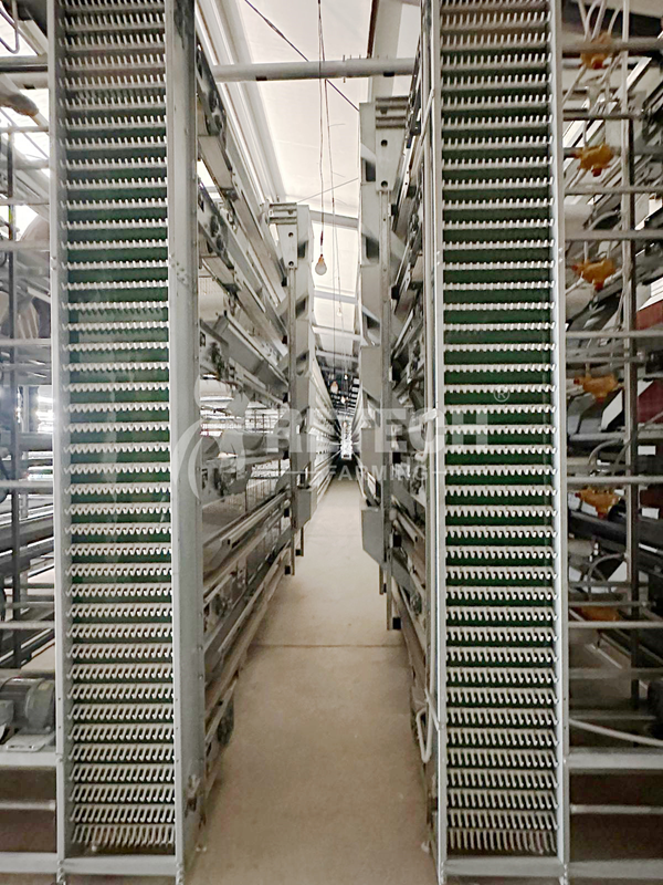 H type layer cage
