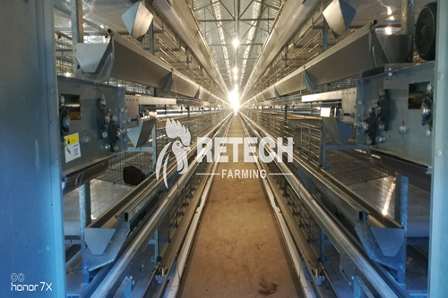 20000 laying hens cage